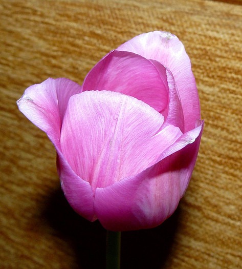 P1350873 - LALELE