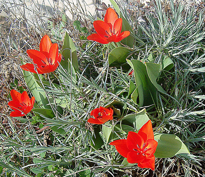 Photo 082 - LALELE