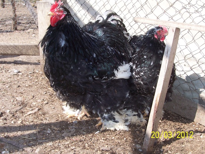 100_4100 - Cochinchina urias bobat