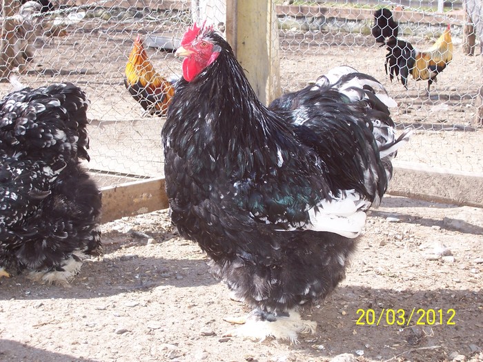 100_4102 - Cochinchina urias bobat