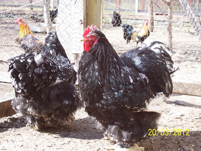 100_4103 - Cochinchina urias bobat