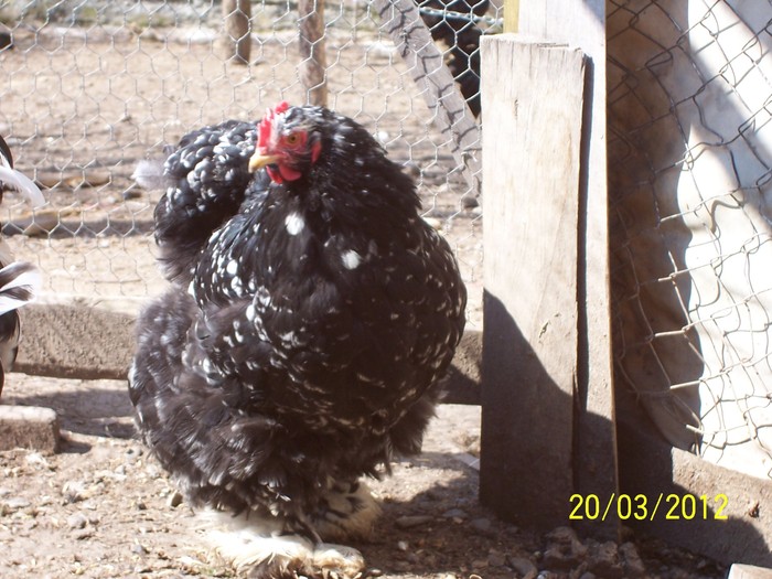 100_4104 - Cochinchina urias bobat