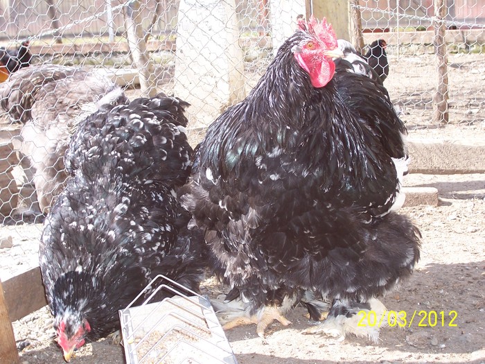 100_4105 - Cochinchina urias bobat