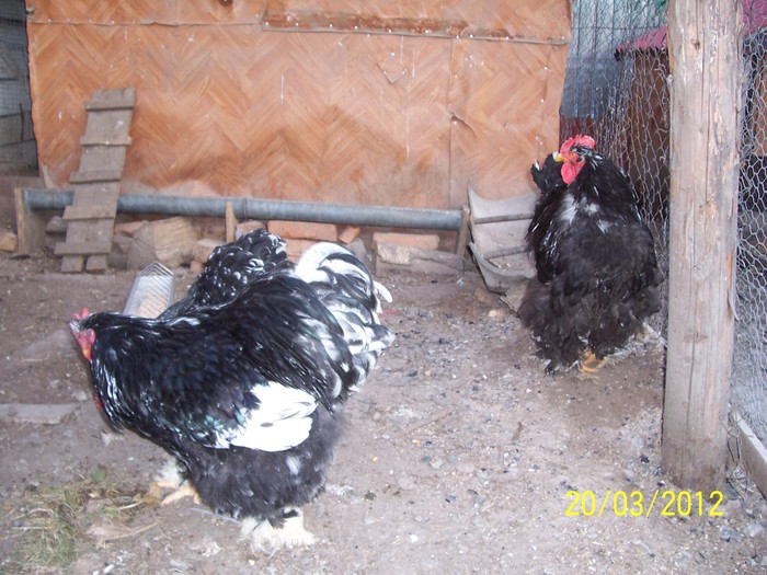 100_4106 - Cochinchina urias bobat