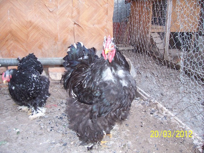 100_4108 - Cochinchina urias bobat