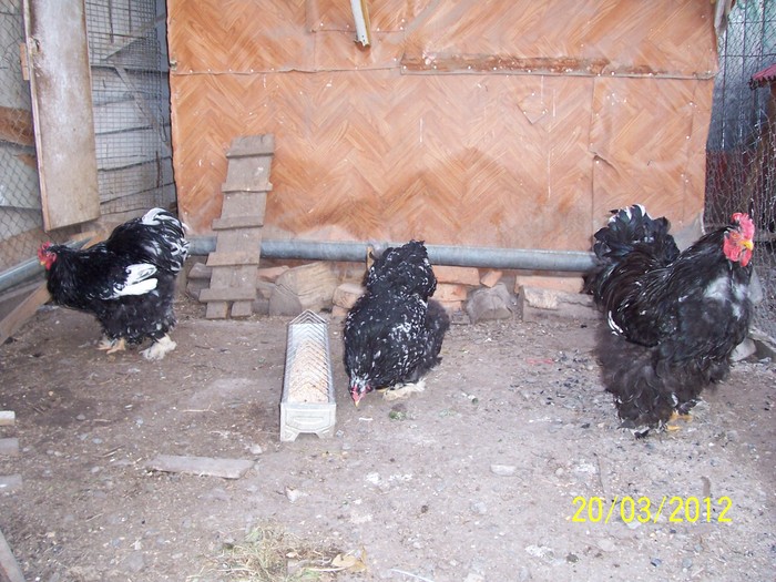 100_4109 - Cochinchina urias bobat