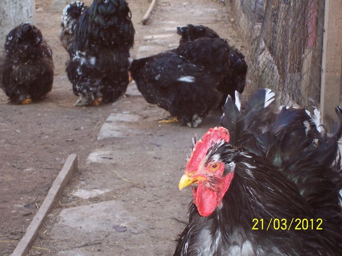 100_4113 - Cochinchina urias bobat