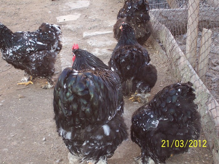 100_4114 - Cochinchina urias bobat