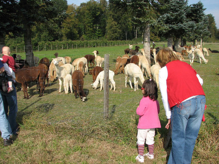 Ferma alpacca1 - Stuttgart