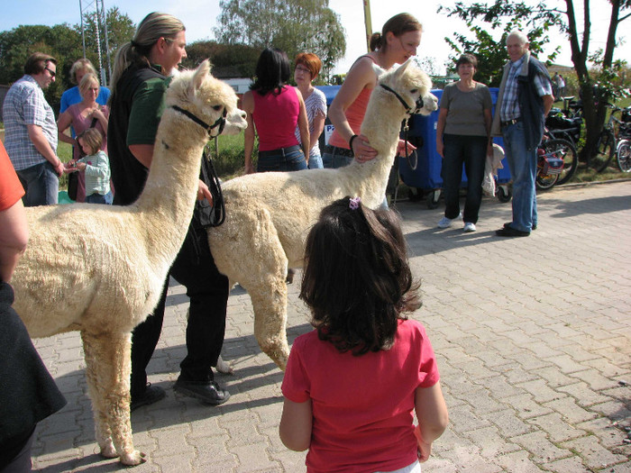 Ferma alpacca3 - Stuttgart