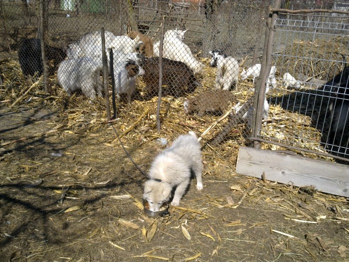 20032012431