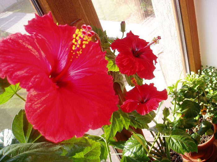 P1010091 - Flori 2012