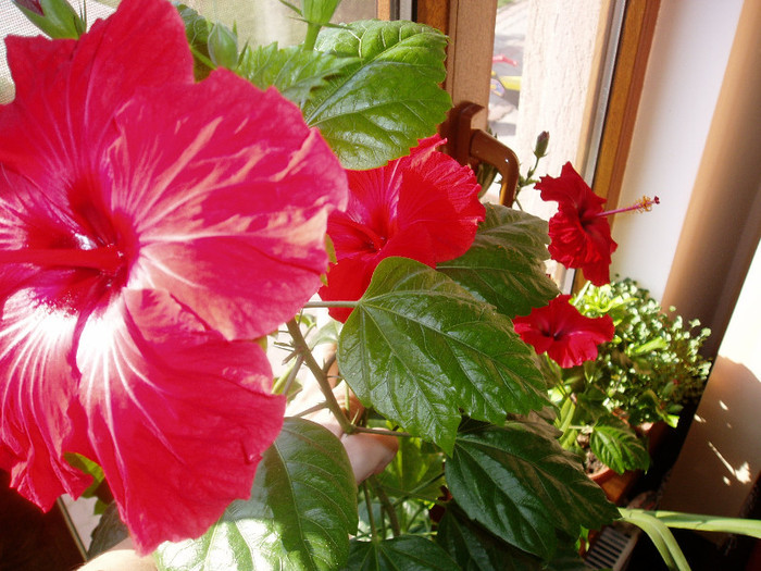 P1010090 - Flori 2012