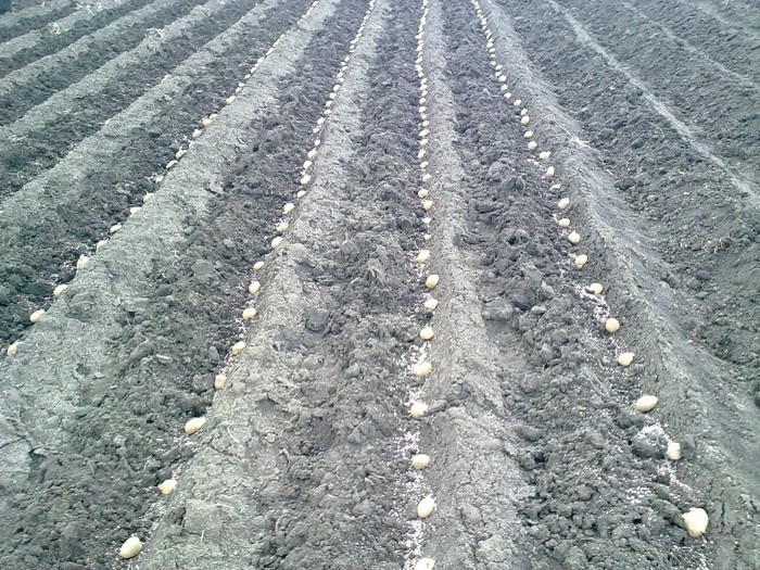 cartofi1 - gradina
