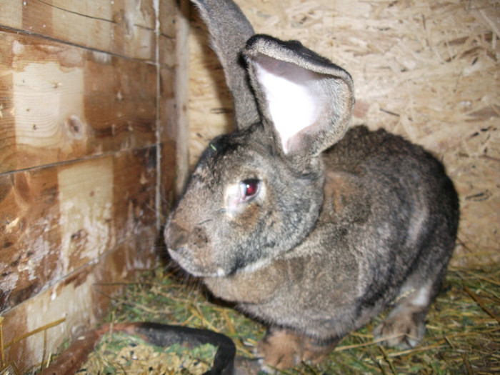 achizitie de la dl bularca