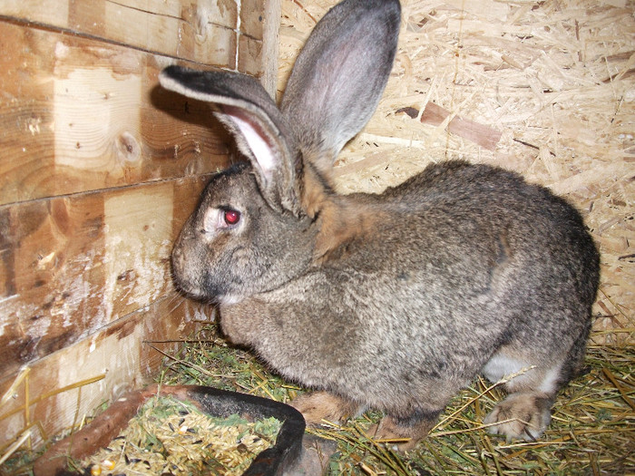 achizitie de la dl bularca