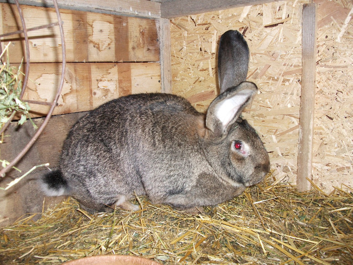 achizitie de la dl bularca