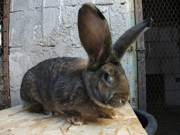 achizitie de la dl bularca