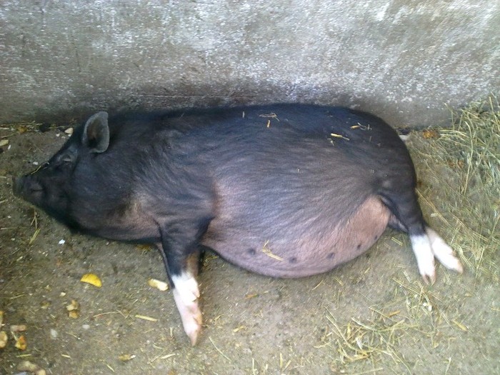 monica gestanta 2 luni