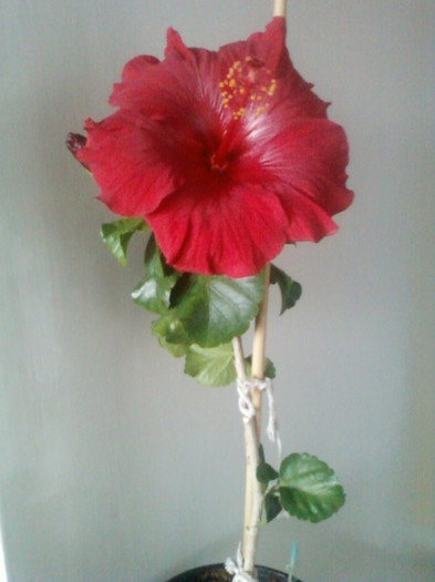 22 martie 2012 flori 004 - hibiscus