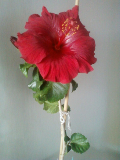 nu vrea - hibiscus