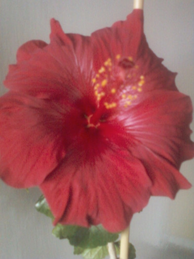 sa lastareasca - hibiscus