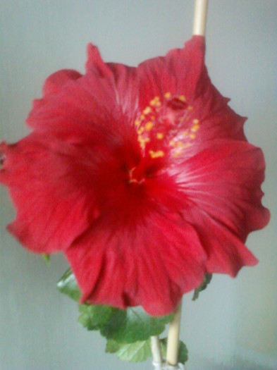 nici sa creasca - hibiscus