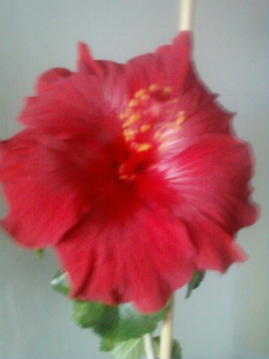 vrea doar - hibiscus