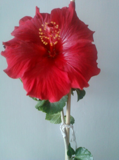 infloreasca...; 22 martie 202
