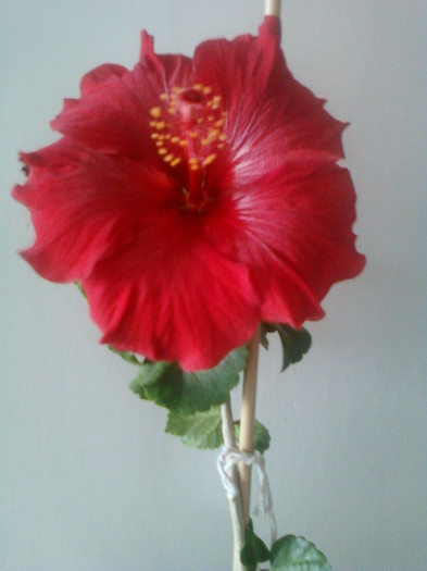 22 martie 2012 flori 014