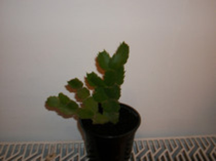 zigocactus-portocaliu