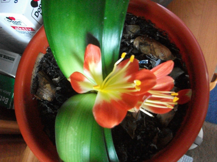 22.03.2012 - clivia