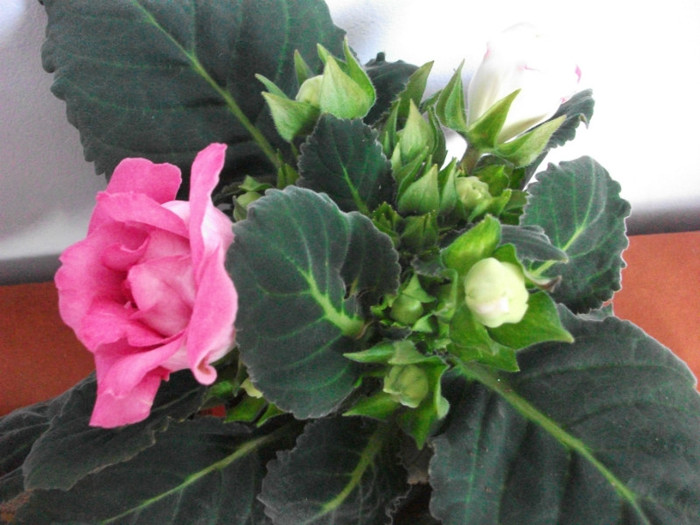 22.03.2012 - gloxi martie