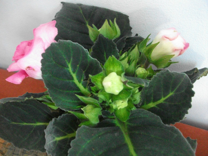 poze 2276 - gloxi martie