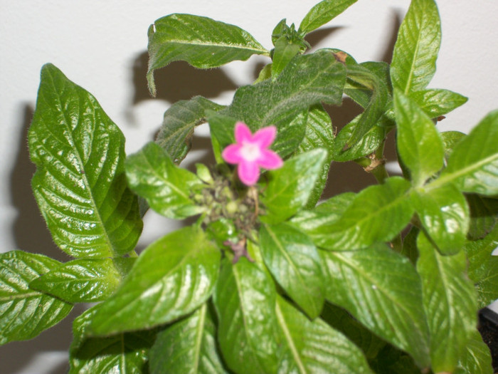 PENTAS CICLAM