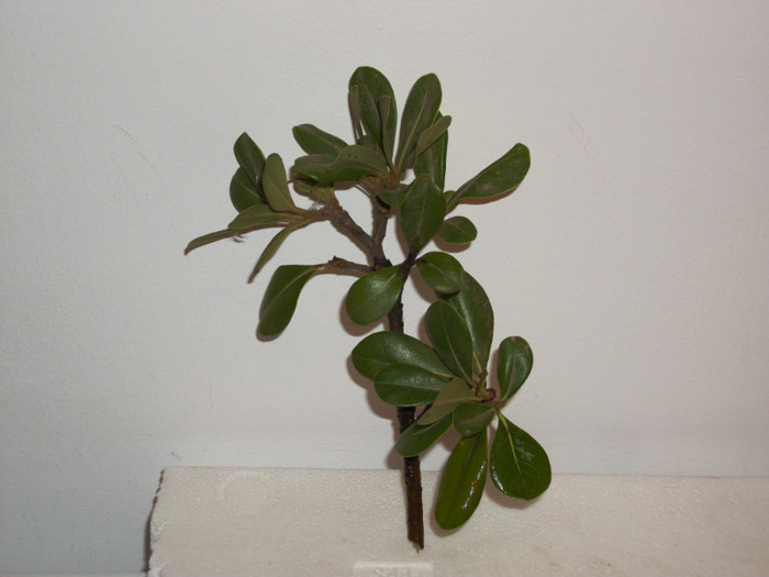 pittosporum