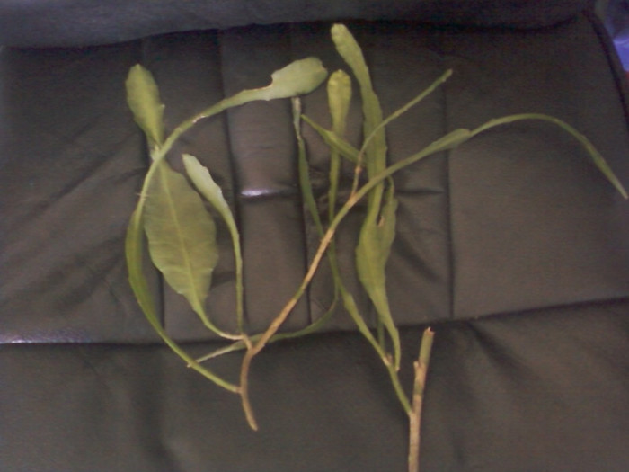 epiphyllum alb; multumesc andamanuela

