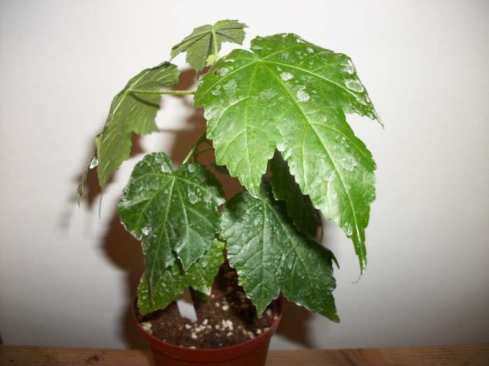 ABUTILON GOOD MORNING