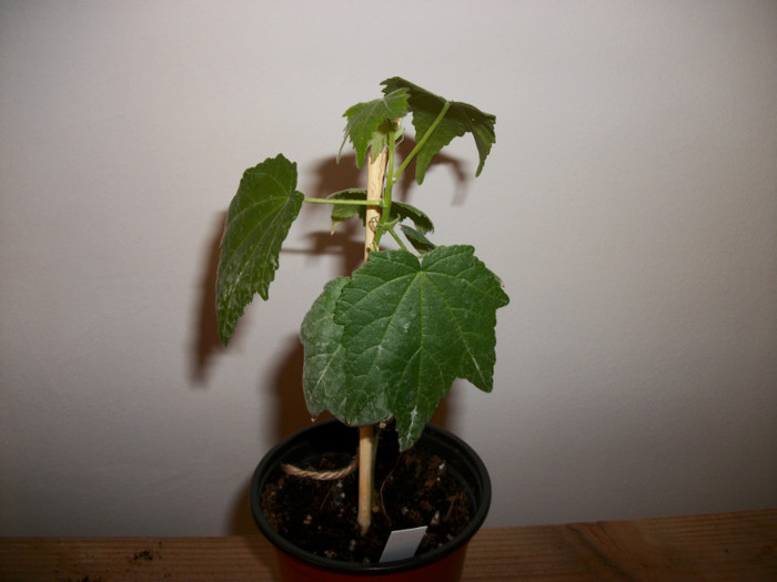 abutilon alb