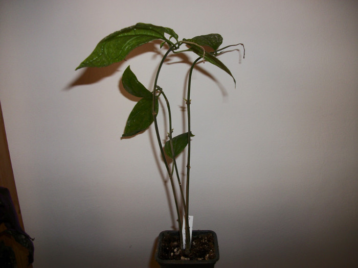 Clerodendron_thomsoniae