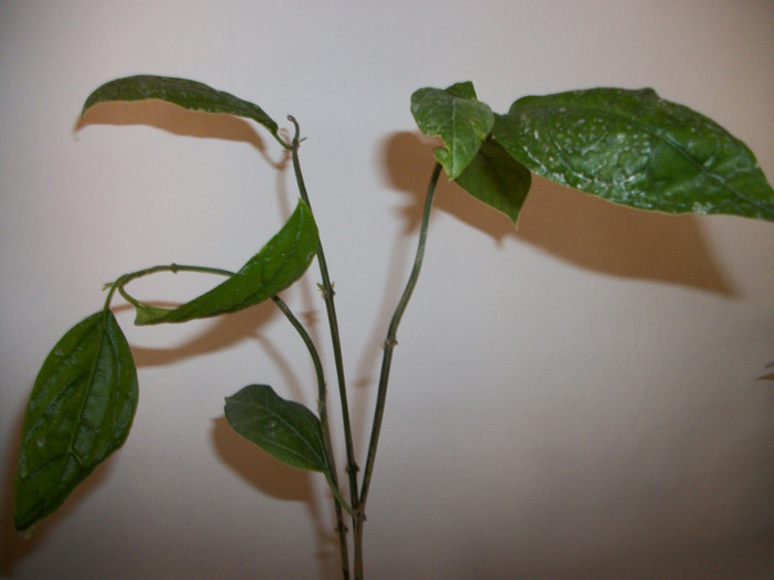 Clerodendron_thomsoniae