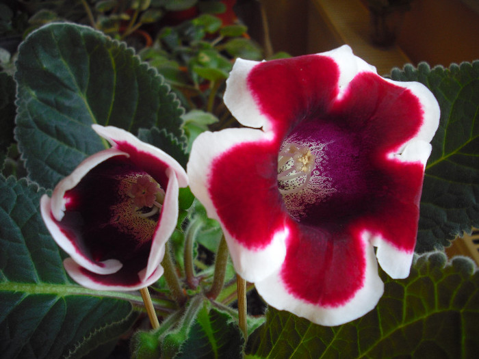 CIMG9281 - gloxinia 2012