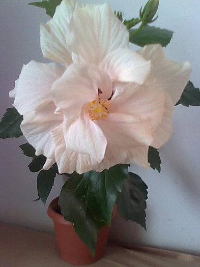 Imagine1910 - HIBISCUS-2012