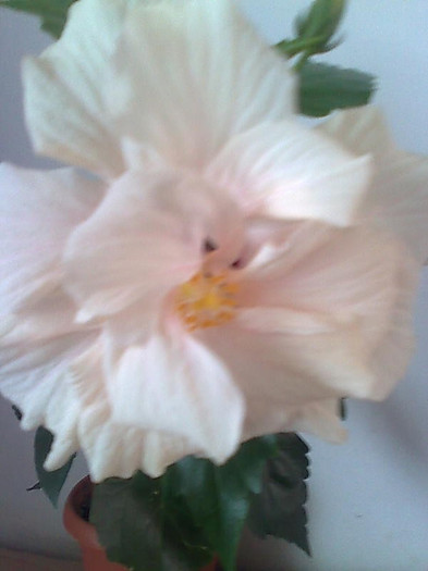 Imagine1909 - HIBISCUS-2012