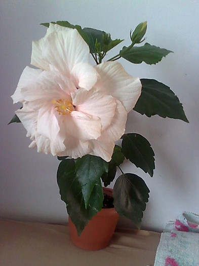 Imagine1908 - HIBISCUS-2012