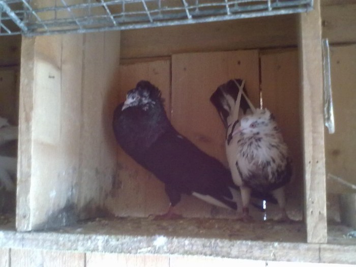 22032012036 - GUSAT POLONEZ DE VANZARE 6