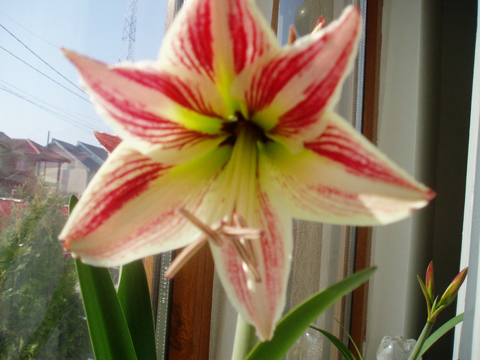 P1010094 - Flori 2012