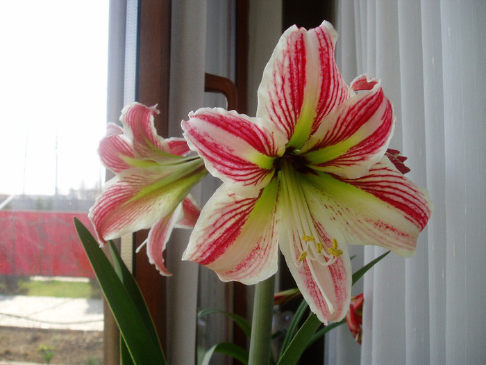 P1010106 - Flori 2012