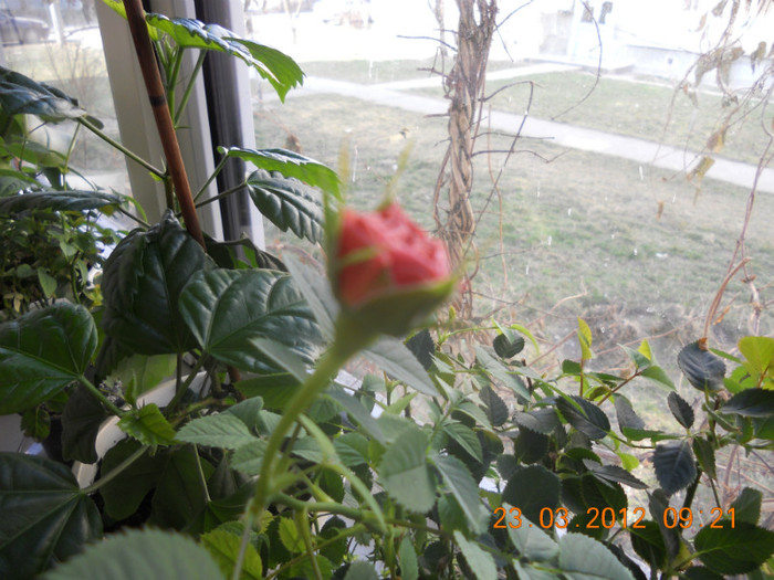 Reinflorire mini-rosa! - Flori in balcon