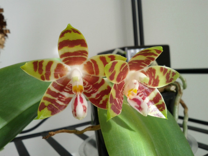 22.03.12 - Phalaenopsis